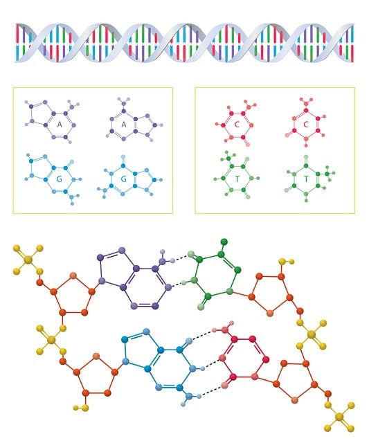 Acides-amines-quest-ce-que-cest-definition-essentiels-non-essentiels