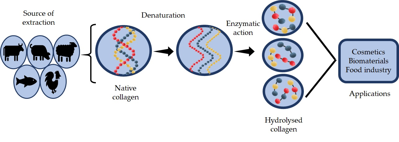 Graphique présentant l'hydrolyse du collagène en plusieurs étapes (de la forme native à hydrolysée)