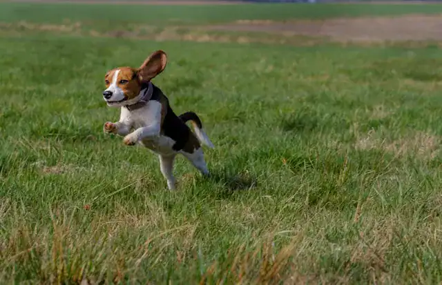 Illustration d'un Beagle