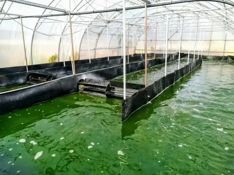 Culture de spiruline pour la marque Performe.co