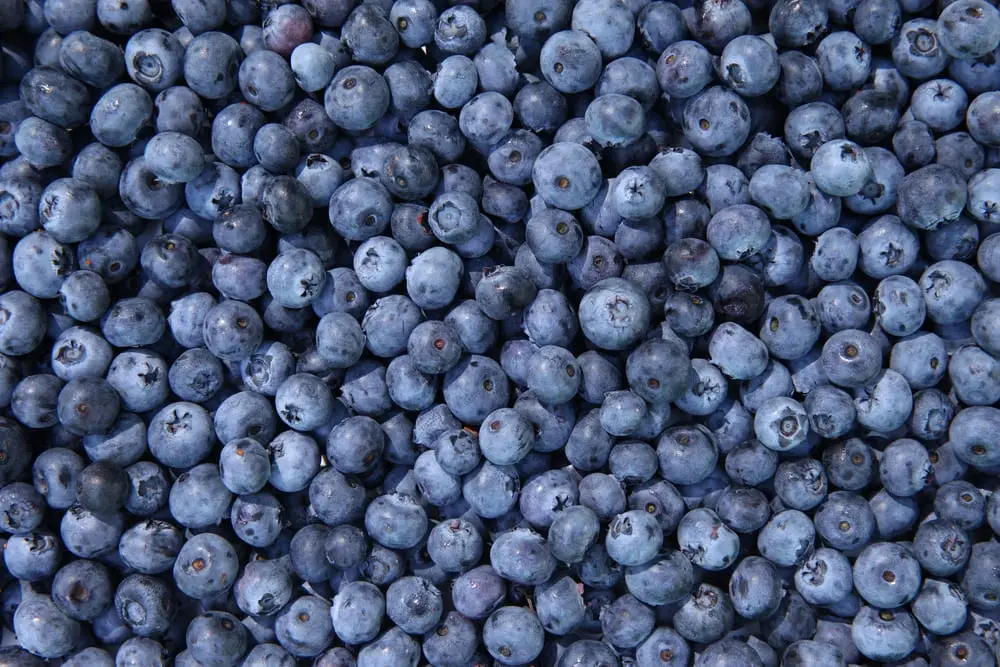 myrtille calories valeurs nutritionnelles Myrtille â calories et valeurs nutritionnelles (glucides, index glycĂ©mique)